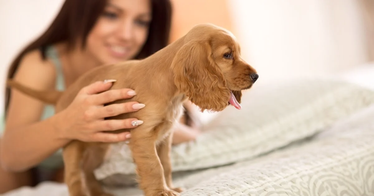 Best Dog Breeds for First-Time Owners