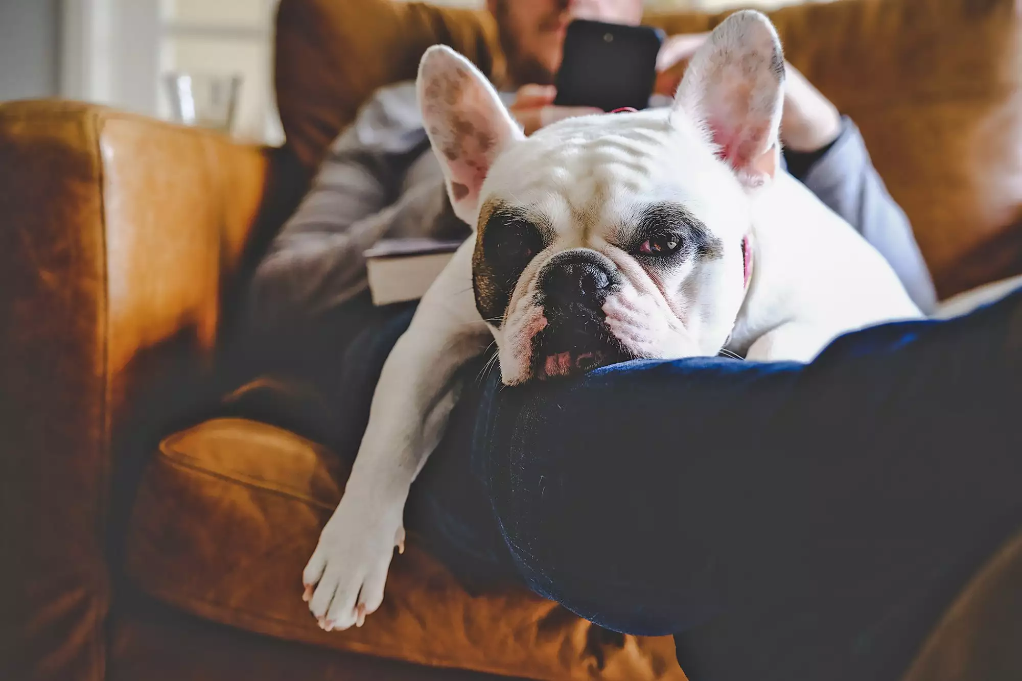 Top 10 Best Lap Dog Breeds for Cuddling on the Couch