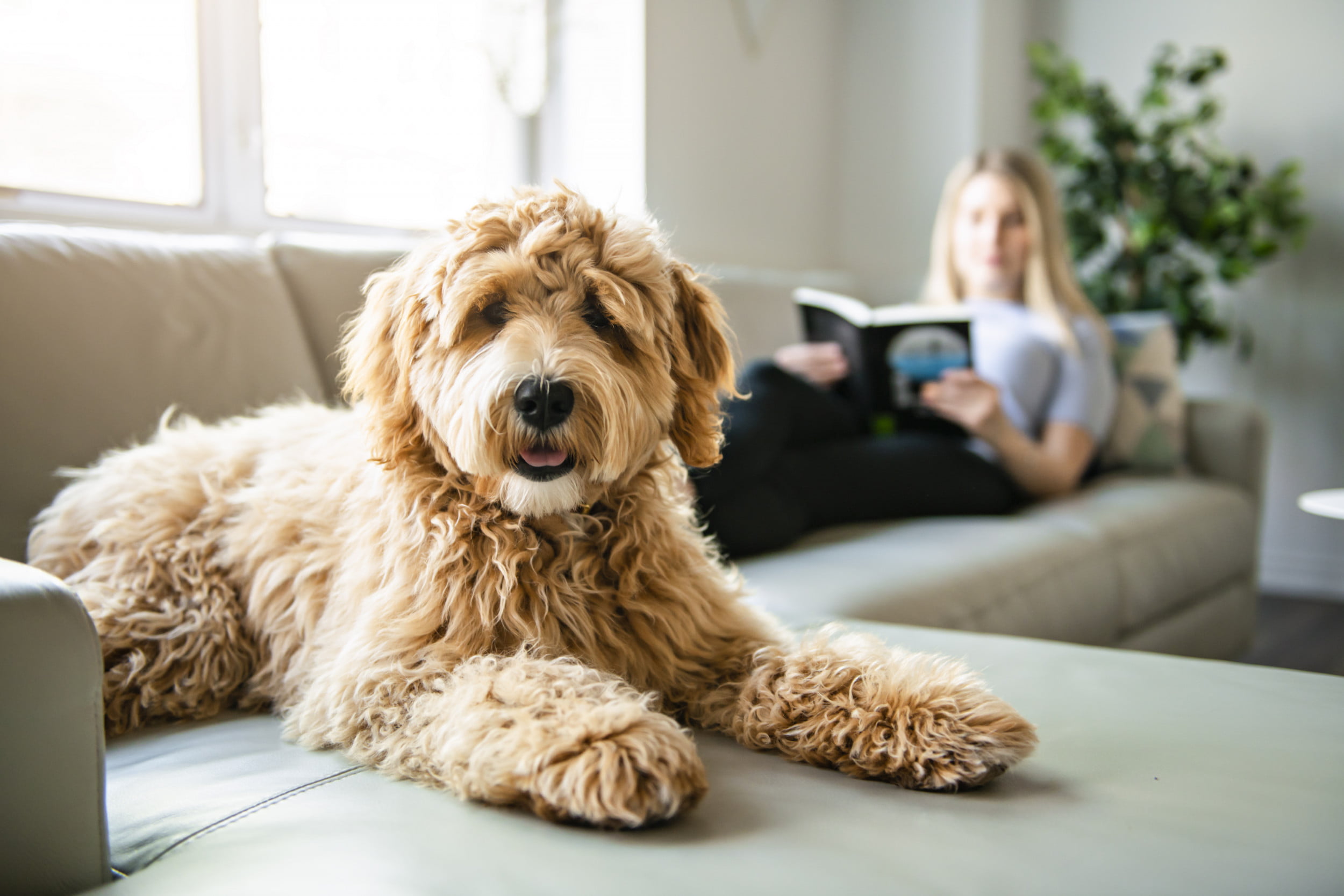 Small Dog Breeds for Apartment Living