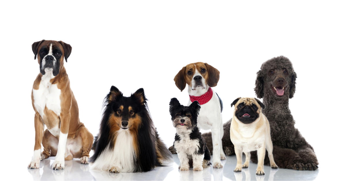 The Top 10 Most Popular Dog Breeds in the US