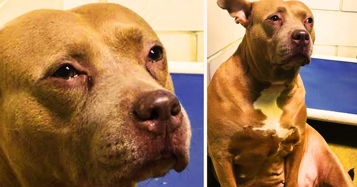 Adopted Pit Bull Overcomes Trauma and Finds a New Loving Home with a Furry Brother
