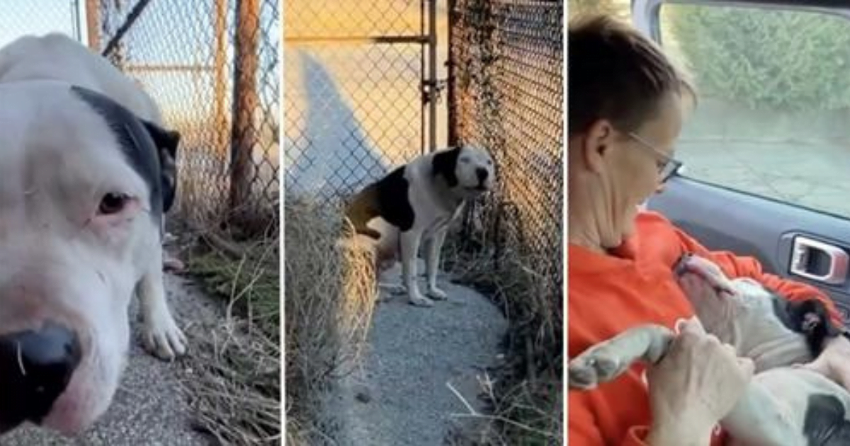 Scared Dog Finds Comfort in Rescuer’s Arms: Heartwarming Video