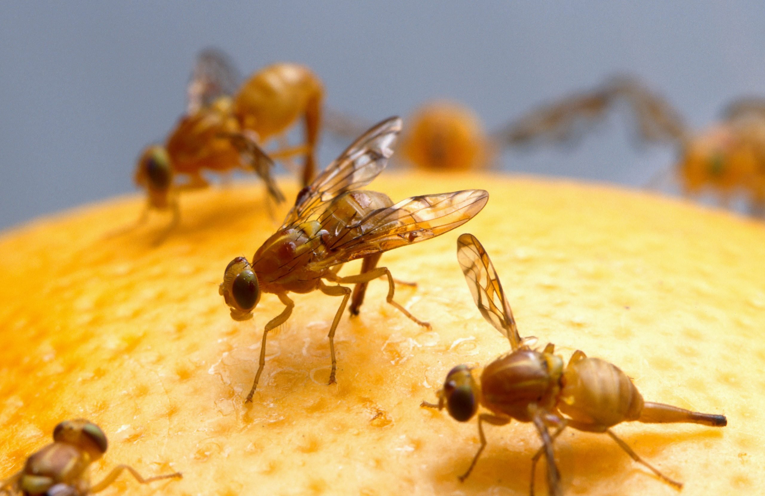 Get Rid of Fruit Flies in Your Home