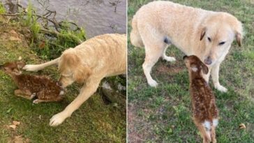 Watch this Brave Goldendoodle Rescues A Baby Fawn From Drowning In A Lake