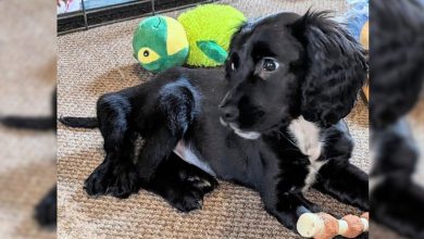 6-Legged Puppy Cruelly Dumped In A Car Park By Previous Owners Due To Her Condition