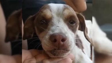 Heartbroken Pup Spends Days Crying For His Owner At The Spot He Last Saw Him