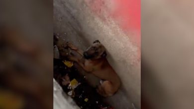Anxious Pup Who Was Left Inside A Sewer Fell Asleep In Rescuers Embrace On The Way To The Hospital