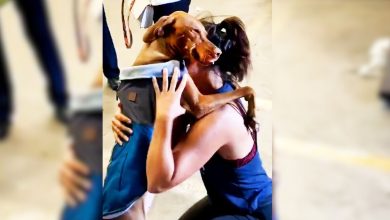 Watch This Heartwarming Reunion Between Woman And Her Beloved Dog After A Long Time